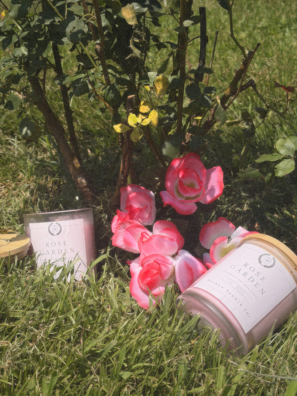 Rose Garden